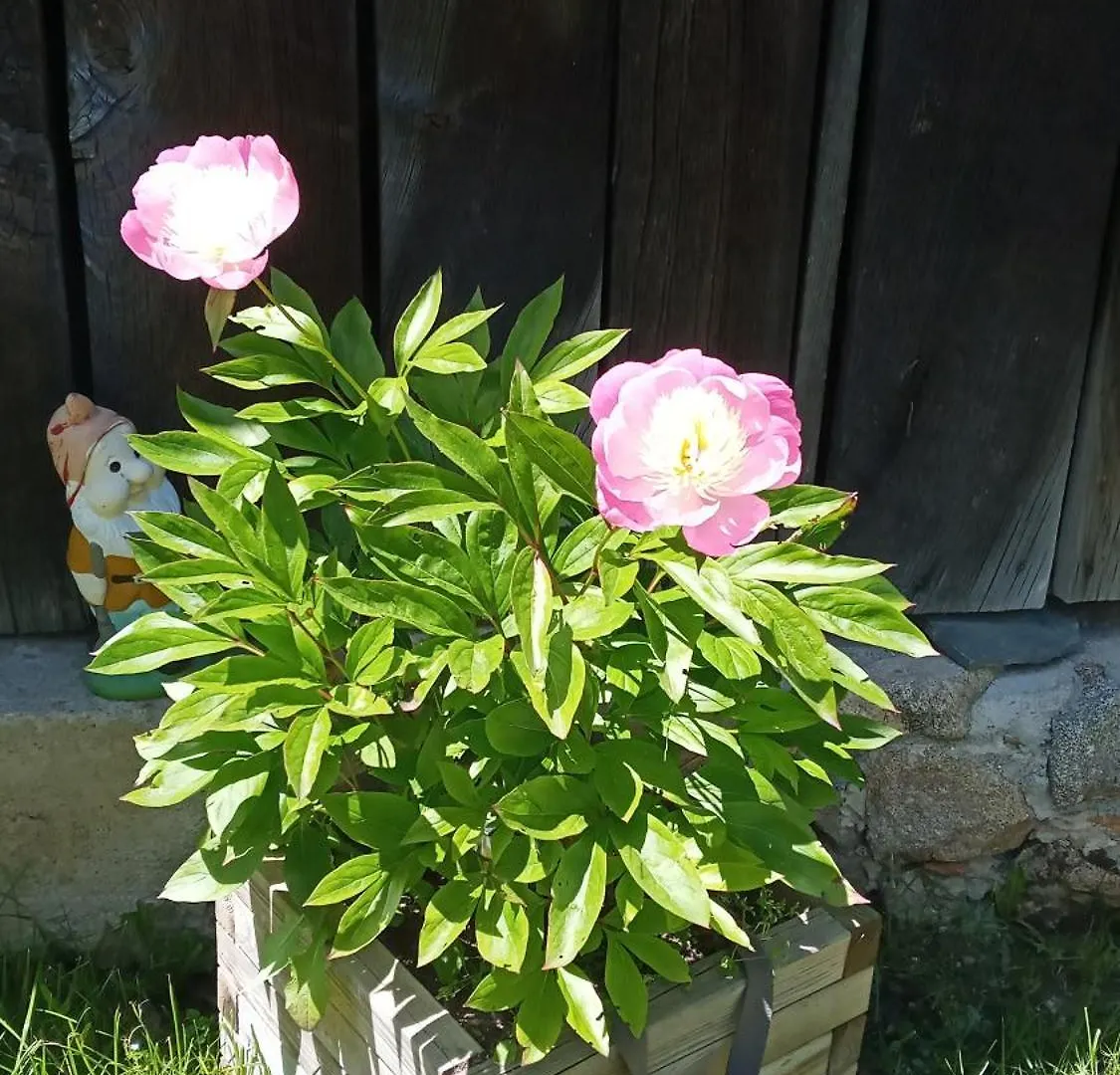 Bed and breakfast Le Relais De Rochepaule France